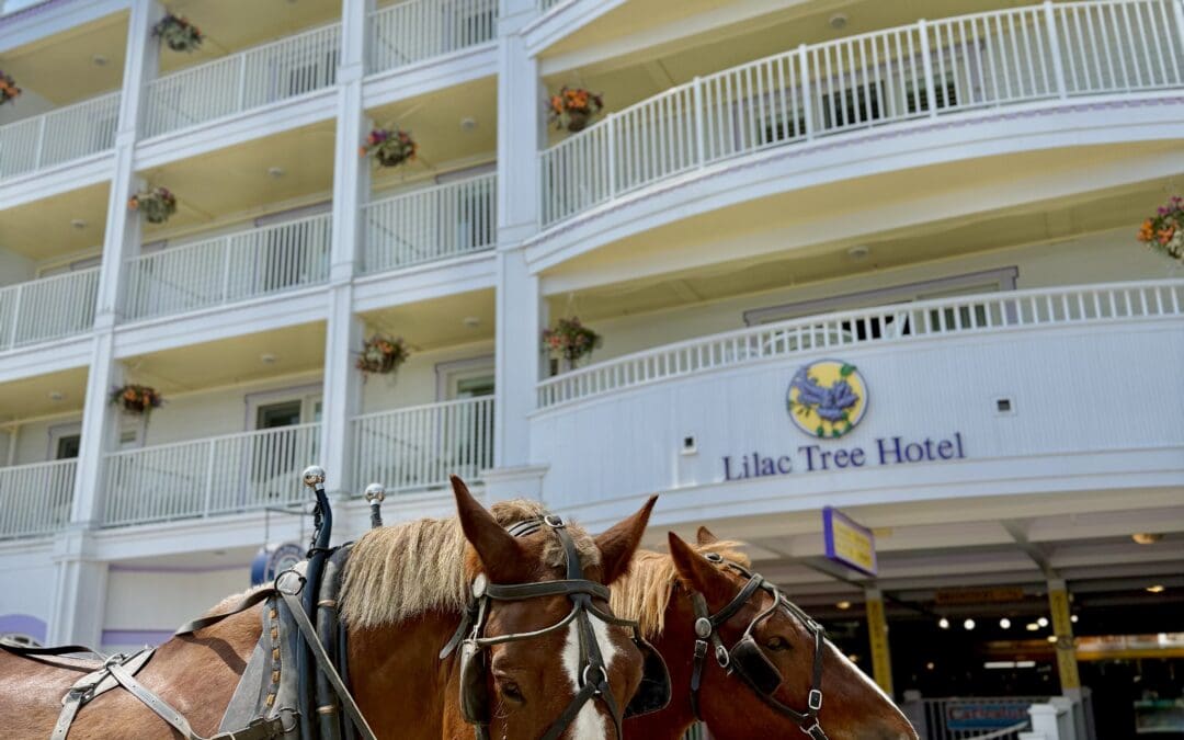 What to Know Before you Arrive to Lilac Tree Suites
