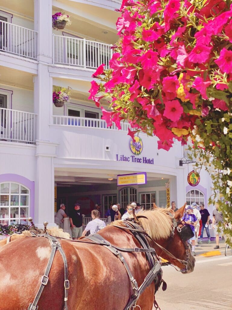 IMG_4890 horses in front of the Lilac Tree Suites on Main Street